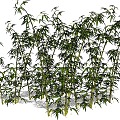 Bamboo 3d model