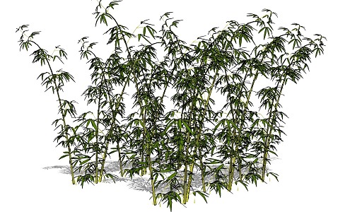 Bamboo 3d model