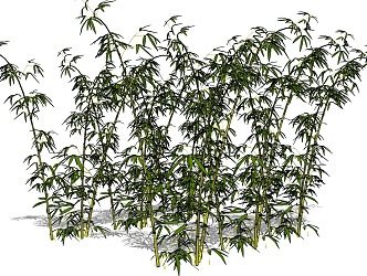 Bamboo 3d model