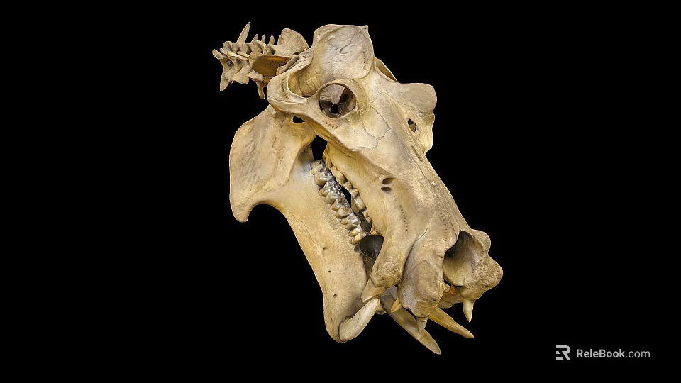 Detailed Animal Skull With Sharp Teeth And Bone Texture On Black Background 3d model 