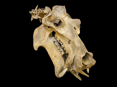 Detailed Animal Skull With Sharp Teeth And Bone Texture On Black Background 3d model