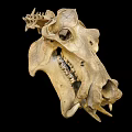 Detailed Animal Skull With Sharp Teeth And Bone Texture On Black Background