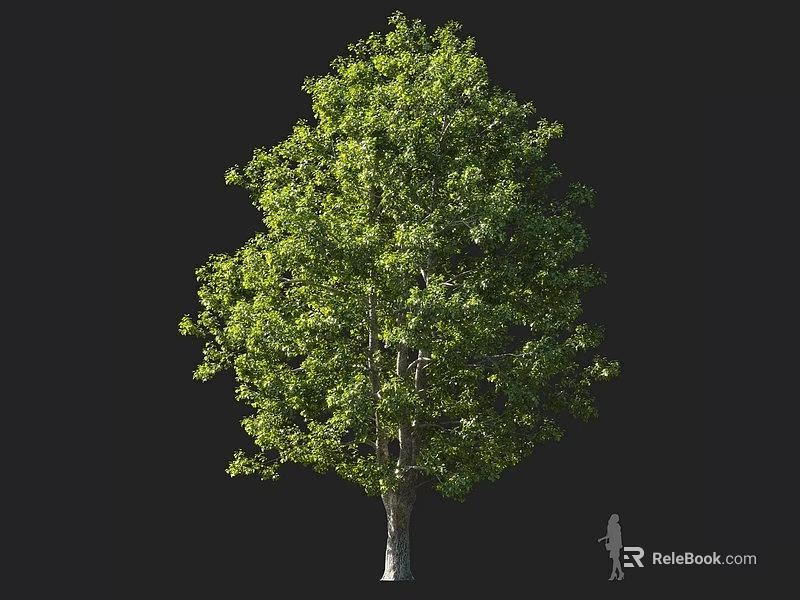 Tall Broadleaf Arbor with Lush Green Foliage Strong Trunk and Human Figure for Scale 3d model 