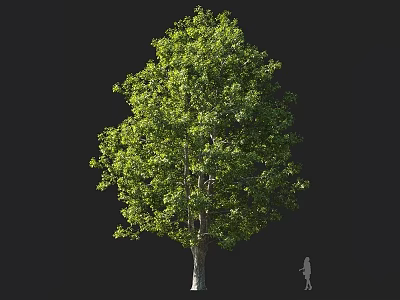 Tall Broadleaf Arbor with Lush Green Foliage Strong Trunk and Human Figure for Scale 3d model