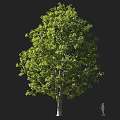 Tall Broadleaf Arbor with Lush Green Foliage Strong Trunk and Human Figure for Scale