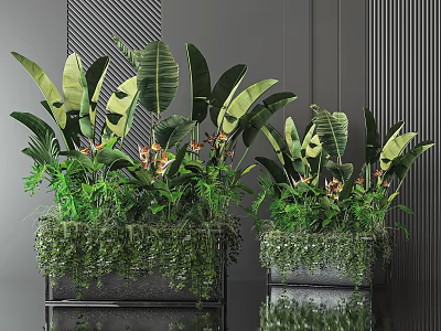 Large Leaf Variegated Potted Plants In Square Metal Stand Planters For Indoor Decor 3d model