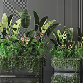 Large Leaf Variegated Potted Plants In Square Metal Stand Planters For Indoor Decor
