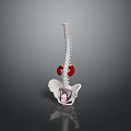 Human Spine Anatomical Model Showing Lumbar Region Red Markers And Pelvis Structure