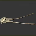 Animal Skeleton Exhibit Featuring Bird Skull With Long Beak And Anatomical Details