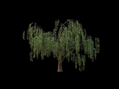 Lush Green Willow Tree With Drooping Branches Isolated On Black Background 3d model