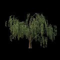 Lush Green Willow Tree With Drooping Branches Isolated On Black Background 3d model