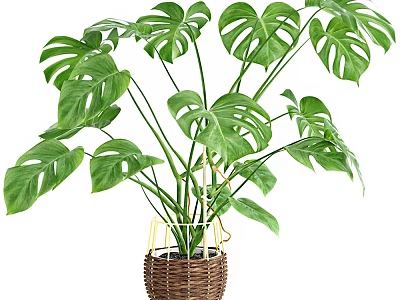 Monstera Potted Plant With Large Green Hole Patterned Leaves In Woven Basket 3d model