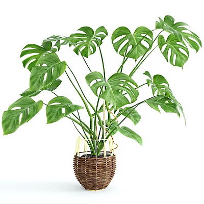 Monstera Potted Plant With Large Green Hole Patterned Leaves In Woven Basket 3d model