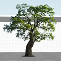 Tall Arbor With Thick Trunk And Lush Green Leaves Against White Wall And Floor