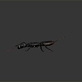 Modern Scorpion Beetle Beetle Vinegar Scorpion 3d model