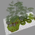 Natural Plant Combination Featuring Trees Ferns Rocks and White Gravel in Garden