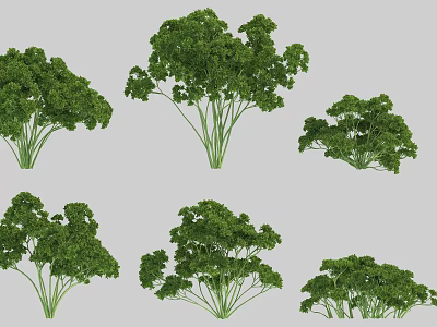 Fresh Green Parsley Vegetables With Various Bunch Sizes And Lush Healthy Leaves 3d model