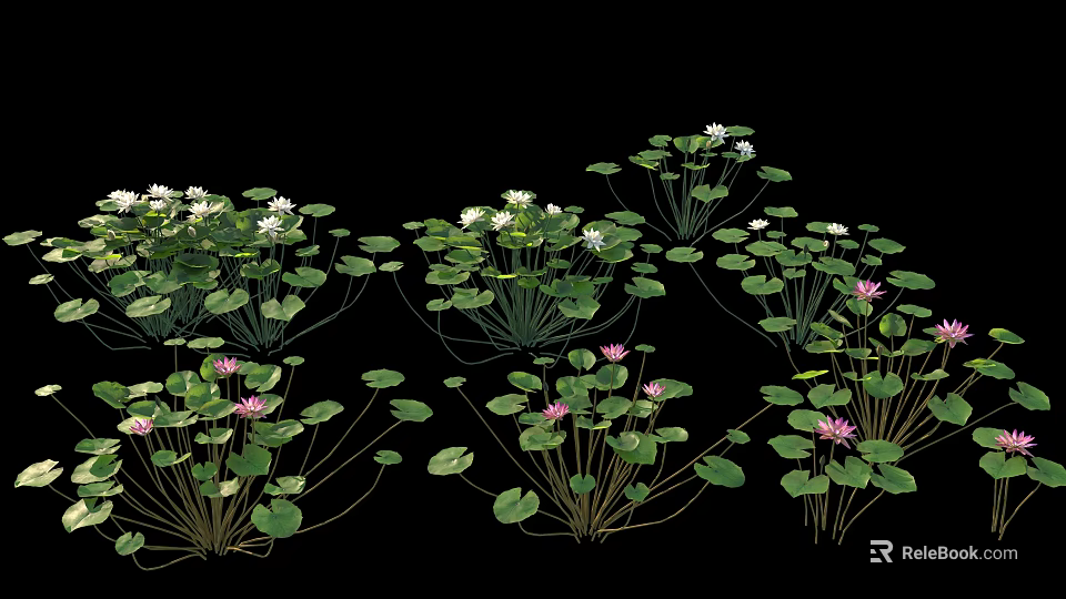 Blooming Lotus Flowers With Pink White Blooms And Green Floating Leaves 3d model 