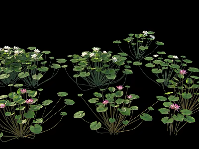 Blooming Lotus Flowers With Pink White Blooms And Green Floating Leaves 3d model