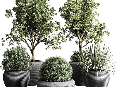 Bonsai Potted Plants With Leafy Trees Round Shrubs And Grassy Plants In Textured Dark Pots 3d model