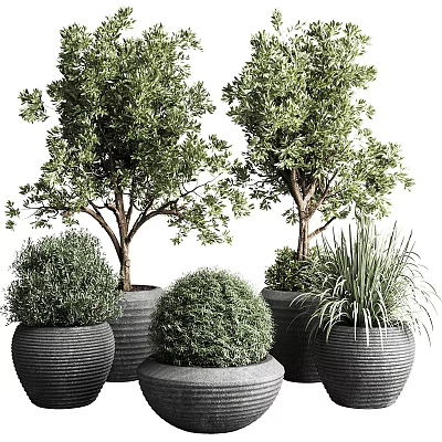 Bonsai Potted Plants With Leafy Trees Round Shrubs And Grassy Plants In Textured Dark Pots 3d model