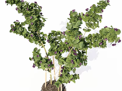 Lush Green Clustered Plants With Small Purple Flowers And Woody Stems Growing In Soil 3d model