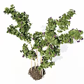 Lush Green Clustered Plants With Small Purple Flowers And Woody Stems Growing In Soil