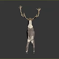 Low Poly Reindeer Sculpture Design With Antlers And Brown White Color