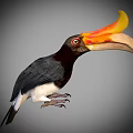 Vibrant Hornbill With Large Orange And Yellow Beak And Black White Body On Gray Background