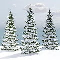 Three Snow Covered Trees Against Blue Sky With White Clouds And Snowy Ground