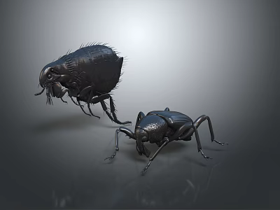 Two Black Beetles One Hairy One Shiny on Gray Background 3d model