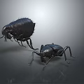 Two Black Beetles One Hairy One Shiny on Gray Background 3d model