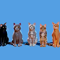 Group of Different Cat Breeds Sitting Together on Blue Background