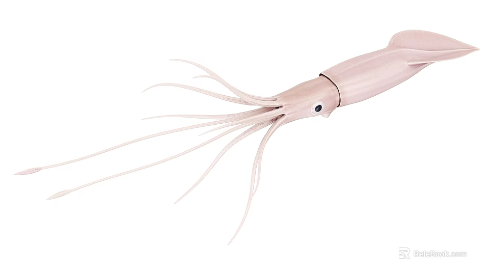 Light Pink Squid Marine Animal With Long Tentacles And Black Eye 3d model 