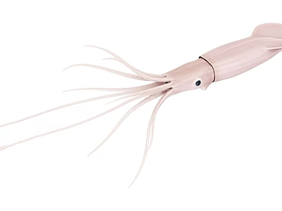 Light Pink Squid Marine Animal With Long Tentacles And Black Eye 3d model