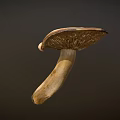 Fresh Natural Whole Mushroom Vegetable with Cap and Stem Isolated on Gray Background