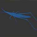 Detailed Green Insect With Long Legs And Slender Body In Natural View