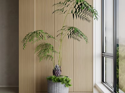 Indoor Potted Bonsai Plant With Lush Green Leaves In Gray Pot Near Window Wooden Wall 3d model