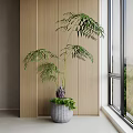 Indoor Potted Bonsai Plant With Lush Green Leaves In Gray Pot Near Window Wooden Wall