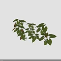 Lush Green and Brown Plant Leaves With Large Visible Veins and Shadows on Brown Background