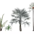 Different Types of Tropical Trees Featuring Green Ferns Silver Palm and Tall Trunk