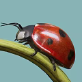 Close Up Red And Black Spotted Ladybug Perched On Green Leaf With Light Blue Background 3d model