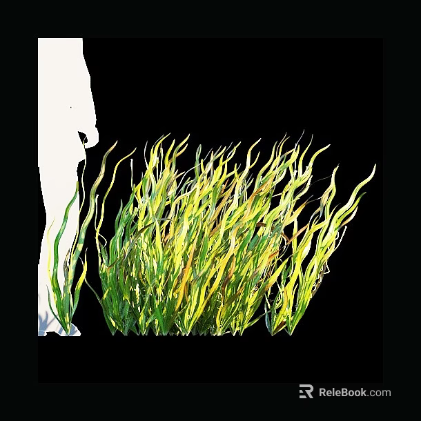 Green and Yellow Aquatic Plants with Slender Curly Leaves in Water 3d model 