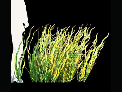 Green and Yellow Aquatic Plants with Slender Curly Leaves in Water 3d model
