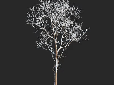 Isolated Deciduous Tree With Leafless White Branches And Brown Trunk On Black Background 3d model