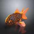 Orange And Black Goldfish With Large Flowing Tail Vibrant Scales On Dark Background Showing Reflection