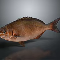 Whole Brown Fish with Scales and Fins on Dark Reflective Surface