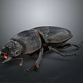 Detailed View Of Dark Beetle With Shiny Exoskeleton And Long Legs