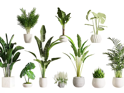 Various Indoor Green Leafy Potted Plants in Different White Planters for Home Decor 3d model