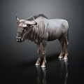 Wildebeest Standing On Black Background With Reflection And Detailed Fur Texture 3d model